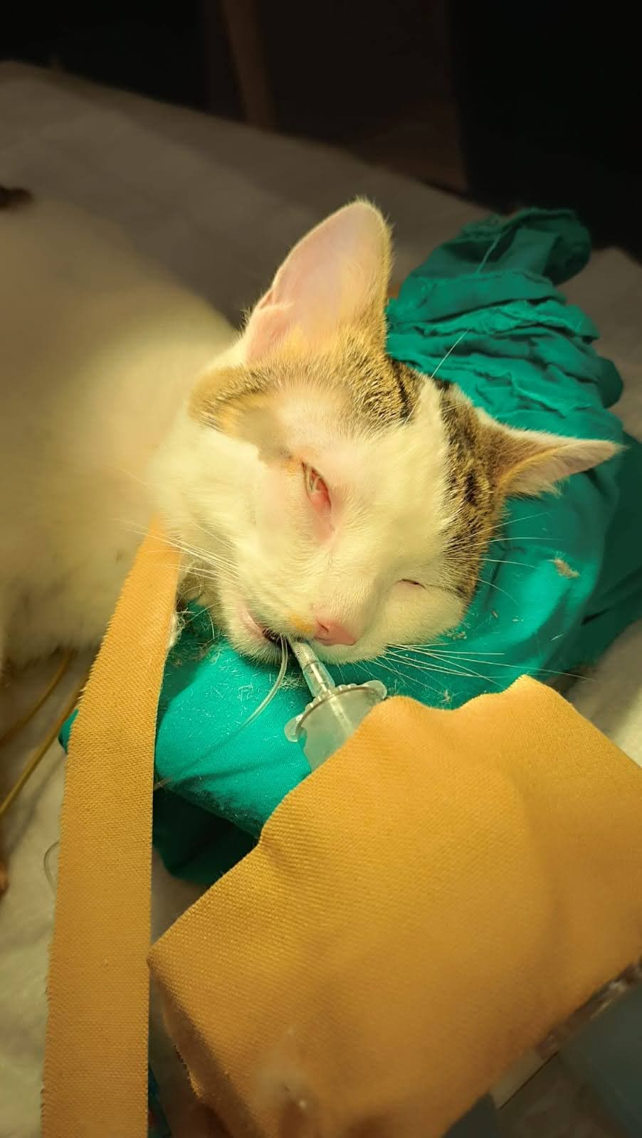 Ameliyat & Cerrahi — Erciş Veteriner Kliniği hizmet görseli