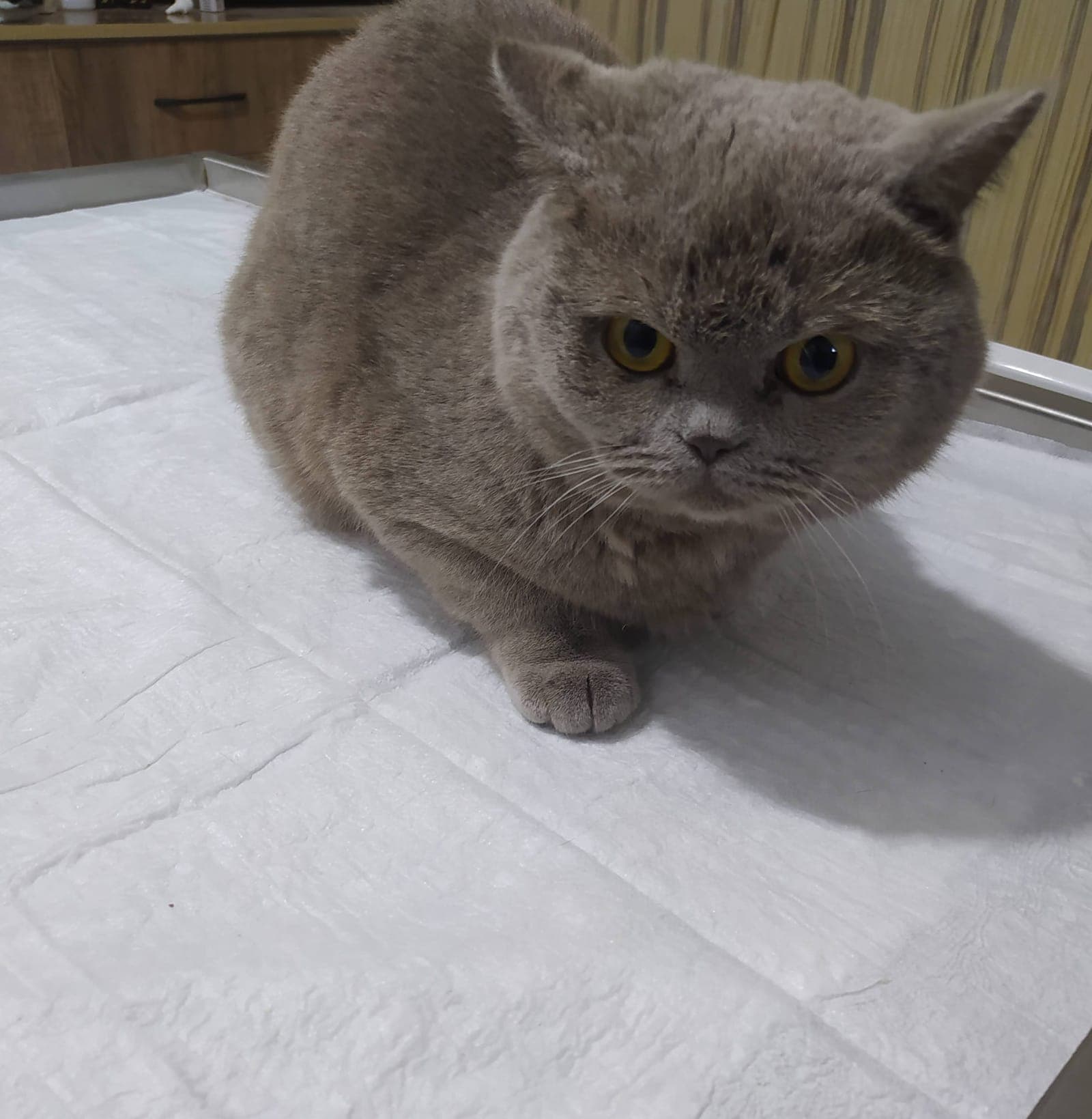 Yavru köpek karma aşı uygulaması Erciş