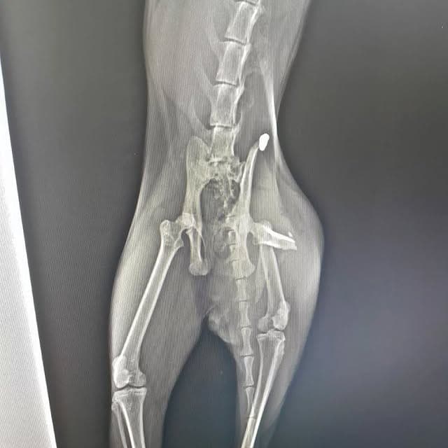 Kedi pelvis kalça kırığı röntgen — ortopedik cerrahi