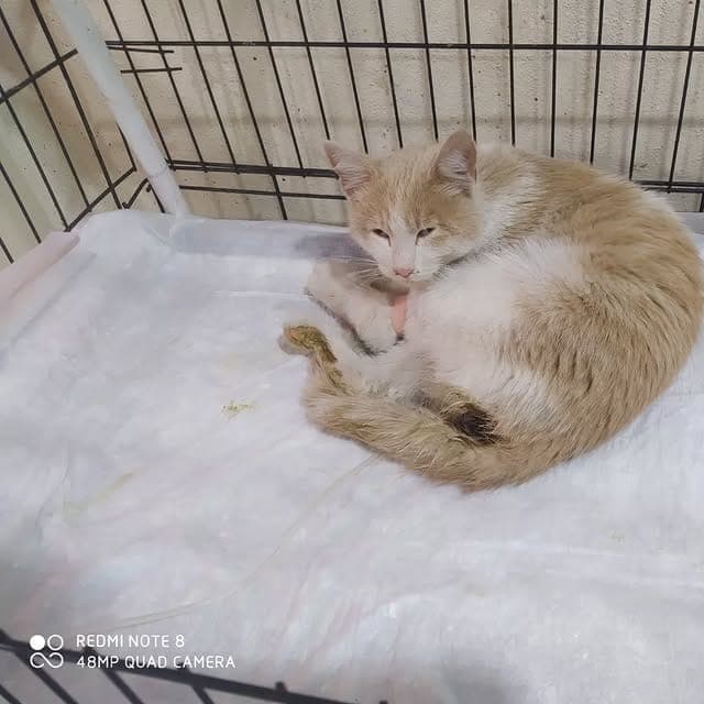 Yavru kedi kafeste tedavi altında — 7/24 acil